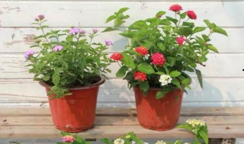 比尔昆最新爆料视频,视频内容深度解析!” 第2张 比尔昆最新爆料视频,视频内容深度解析!” 第2张